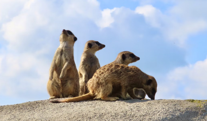 What Meerkats Can Teach Us About Teamwork and Unity | Gridfox